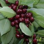 Early Burlat Kiraz F...