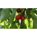 Early Lory Kiraz Fid...