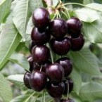 Kordia Kiraz Fidanı...