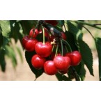 Big Lory Kiraz Fidan...