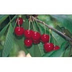 Noble Kiraz Fidanı...