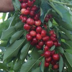 Star Giant Kiraz Fid...