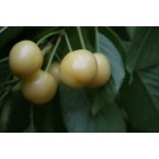 Starks Gold (Beyaz K...