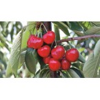 Stella Kiraz Fidanı...