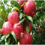 Çekirdeksiz Nar Fida...