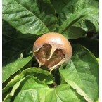 Muşmula Muşmula Fida...