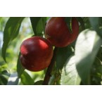 Big Bang Nektarin Fi...