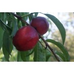 Caldesi 2000 Nektari...