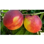 Fantasia Nektarin Fi...