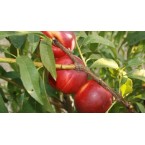 Orion Nektarin Fidan...