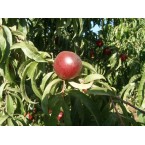 Silver King Nektarin...