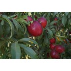 Big Top Nektarin Fid...