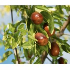 Hünnap Hünnap Fidanı...