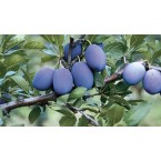 Stanley (Birton) Eri...