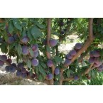 Prime Time Erik Fida...