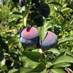 Showtime Erik Fidanı...