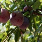 Santa Rosa (İtalyan)...