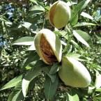 Nonpareil  Badem Fid...