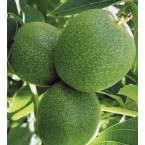 Bilecik Ceviz Fidanı...