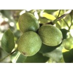 Chandler Ceviz Fidan...