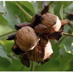 Fernor Ceviz Fidanı...