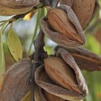 Texas Badem Fidanı...