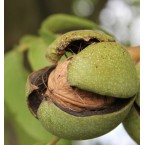 Franquette Ceviz Fid...