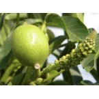 Şebin Ceviz Fidanı...