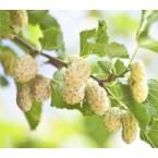 Beyaz Dut Dut Fidanı...