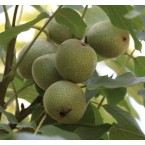 Pedro Ceviz Fidanı...