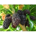 Potamia Güzeli (Avus...