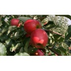 Autumn Starc Elma Fi...