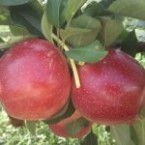 Buckeye Gala Elma Fi...