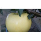 Early Gold Elma Fida...