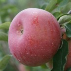 Fuji Elma Fidanı...