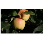 Anna Elma Fidanı...