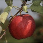 Gala Elma Fidanı...