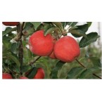 Gala Chinega Elma Fi...