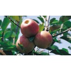 Galaxy Gala Elma Fid...