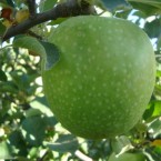 Granny Smith Challen...