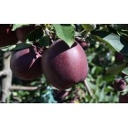 Jeromine Elma Fidanı...