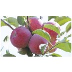 Jerseymac Elma Fidan...