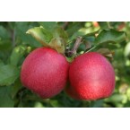 Pink Lady Elma Fidan...