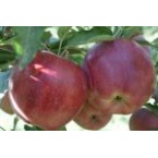 Red Chief Elma Fidan...