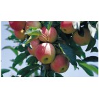 Ruby Gala Elma Fidan...