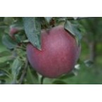 Scarlet Spur Elma Fi...