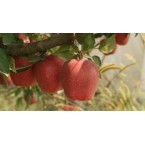 Stark Crimson Elma F...