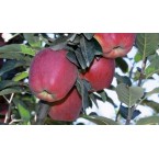 Stark Crimson Delici...