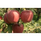 Starking Delicious E...