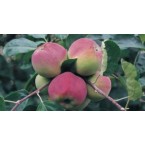 Vista Bella Elma Fid...